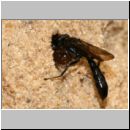 Trypoxylon sp - Grabwespe 02 11mm mit Kugelspinne an Sandwand.jpg